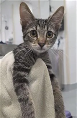 A baby small-sized male Domestic Short Hair cat named Santa Fe for adoption in Ocala, FL