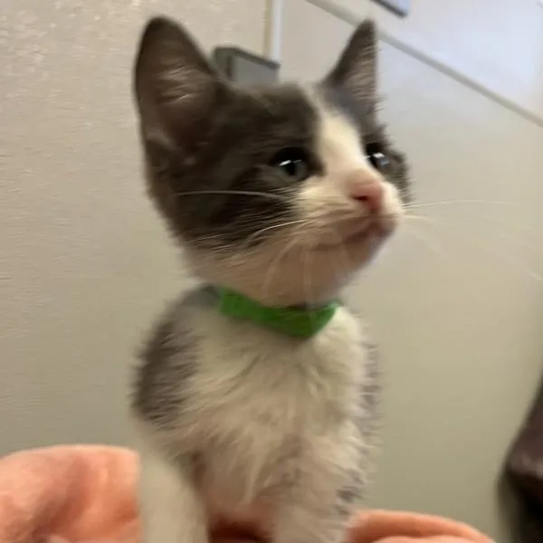 A baby medium-sized male Domestic Short Hair cat named Frost for adoption in Oakland, CA