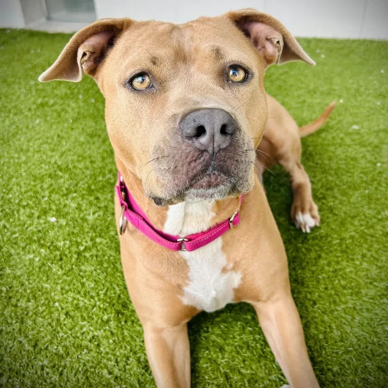 An adult medium-sized female Yellow / Tan / Blond / Fawn Pit Bull Terrier dog named Lainey for adoption in Englewood, FL