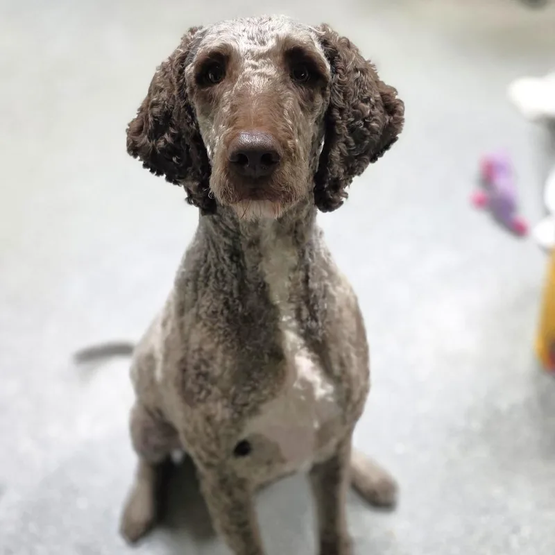 An adult large-sized male Brown / Chocolate Chocolate Labrador Retriever dog named Charlie for adoption in Michigan City, IN