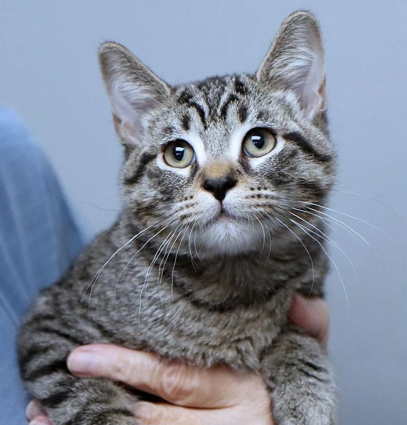 A baby medium-sized male Domestic Short Hair cat named Maximiliano for adoption in Kansas City, KS