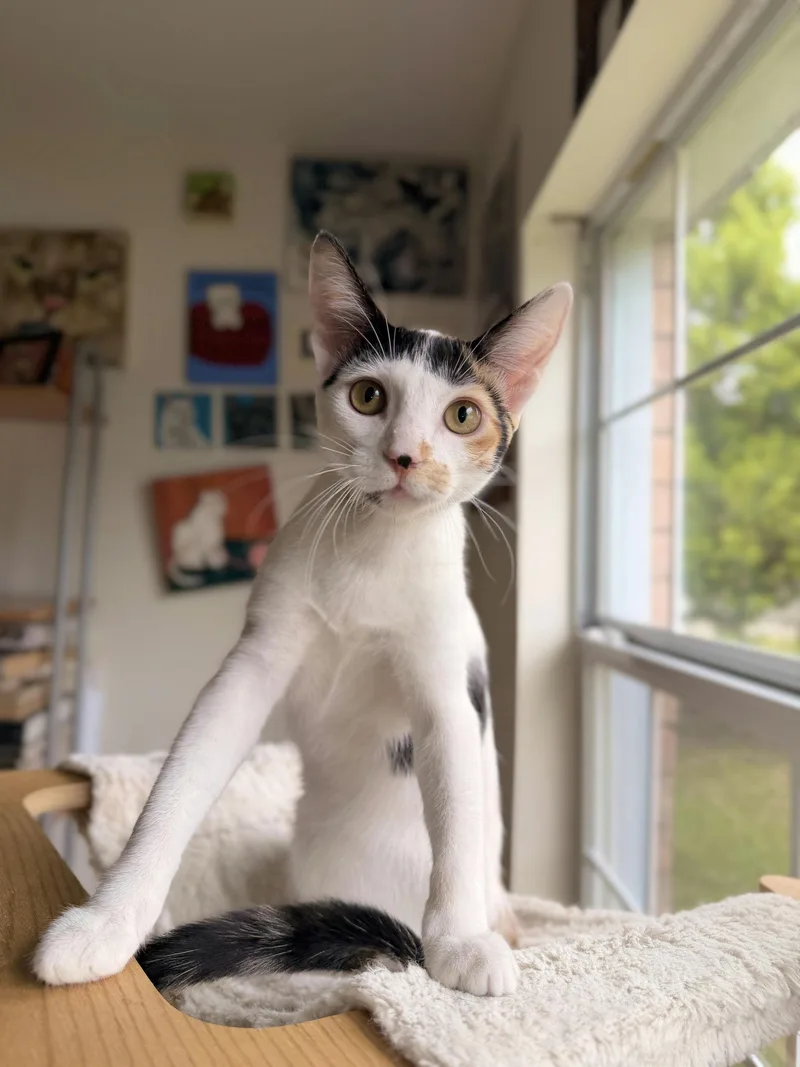 A baby medium-sized female Calico Domestic Short Hair cat named Lulu for adoption in Houston, TX