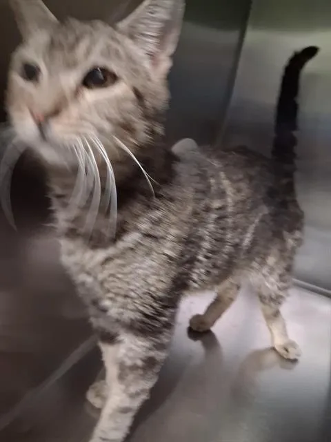 An adult medium-sized male Domestic Short Hair cat named Camel for adoption in Bakersfield, CA