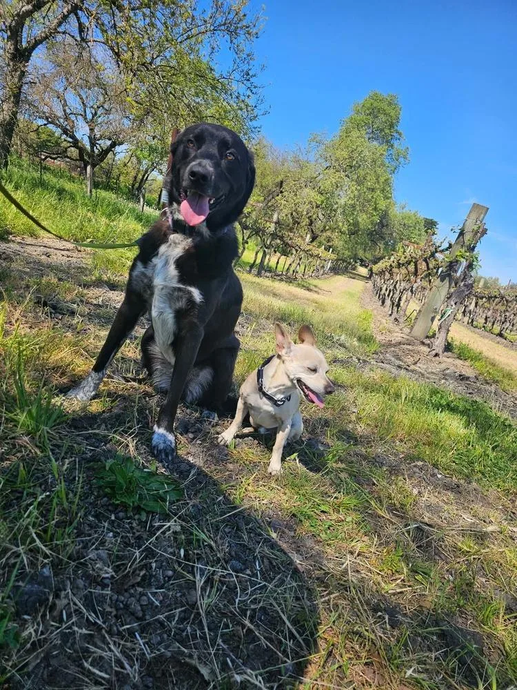 An adult medium-sized female Tricolor (Brown, Black, & White) Great Pyrenees dog named Harper Lee for adoption in Santa Rosa, CA