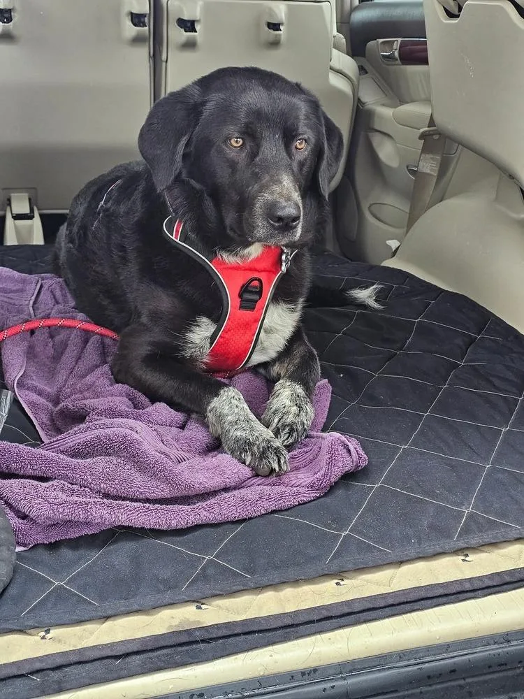 Harper Lee thumbnail 2