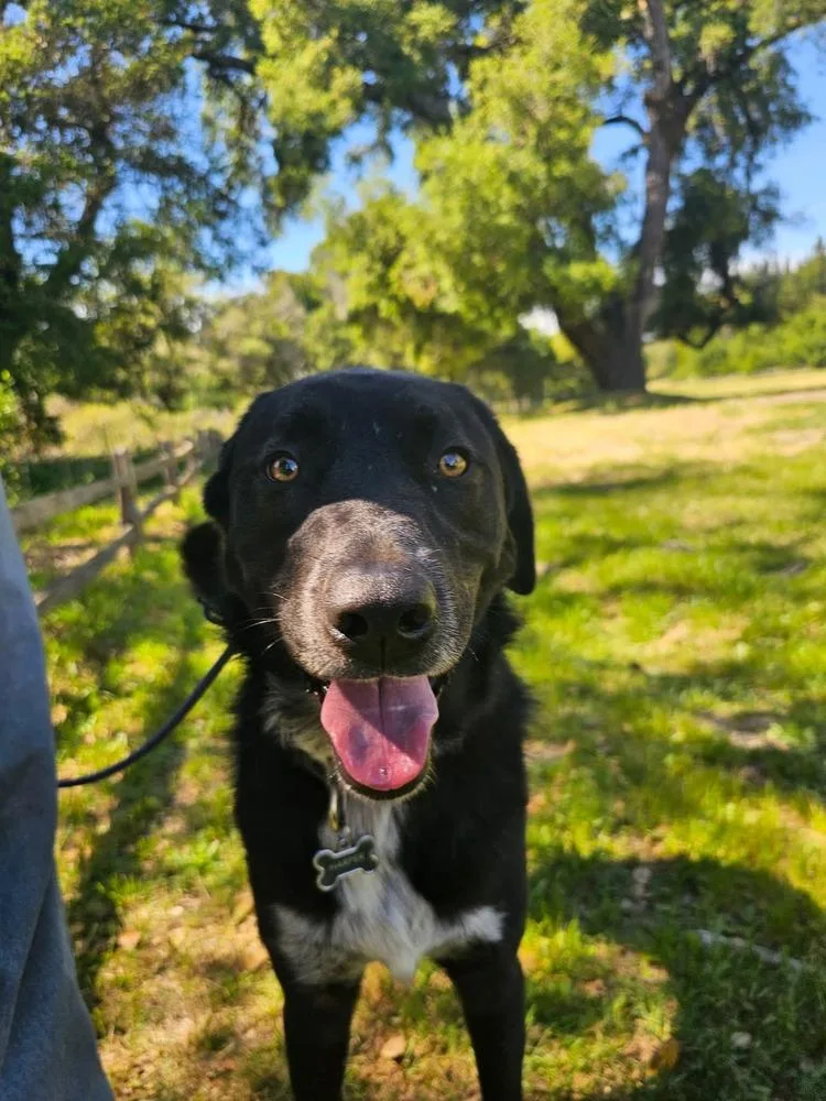 Harper Lee thumbnail 4