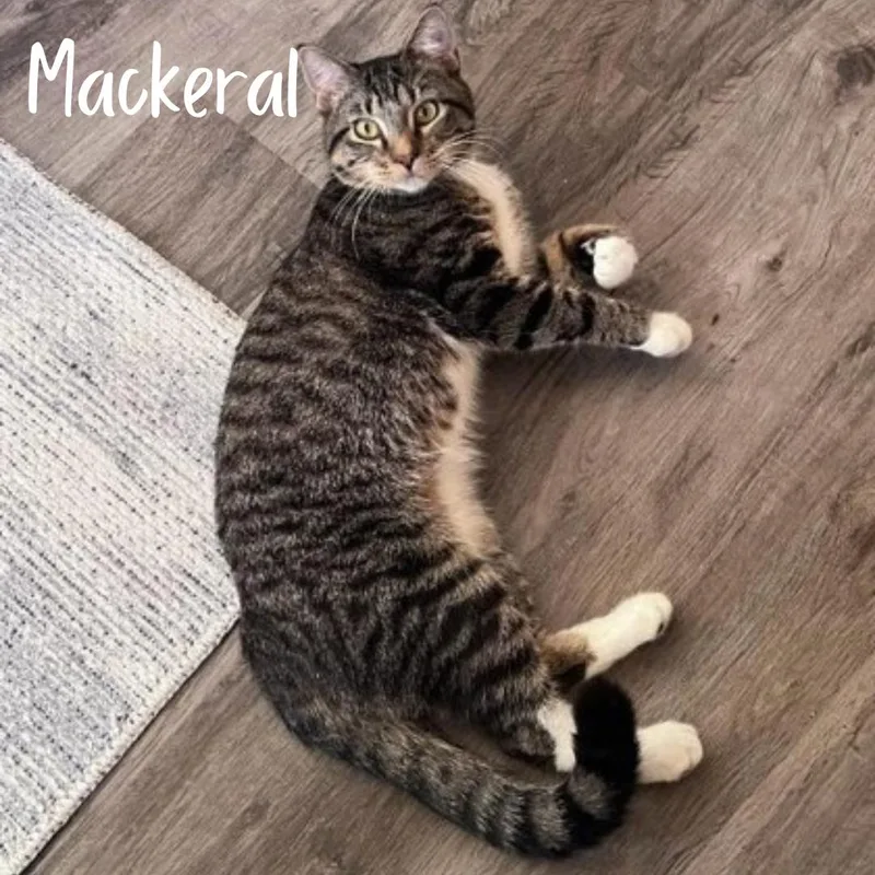 An adult medium-sized male Tabby (Brown / Chocolate) Domestic Short Hair cat named Mackeral Bonded with Moggie for adoption in Janesville, WI