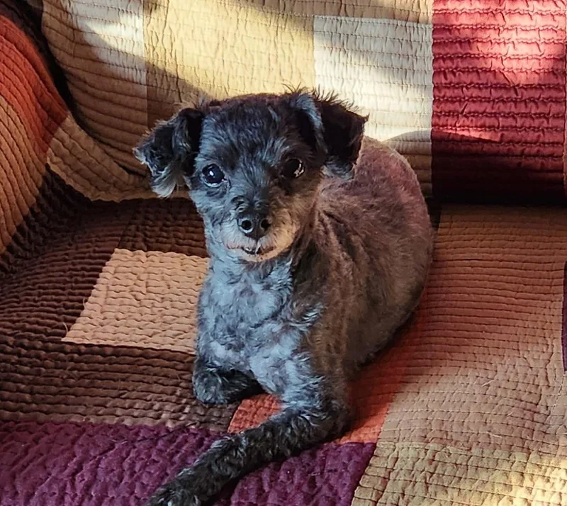 An adult small-sized male Poodle dog named Fisco for adoption in Flushing, NY