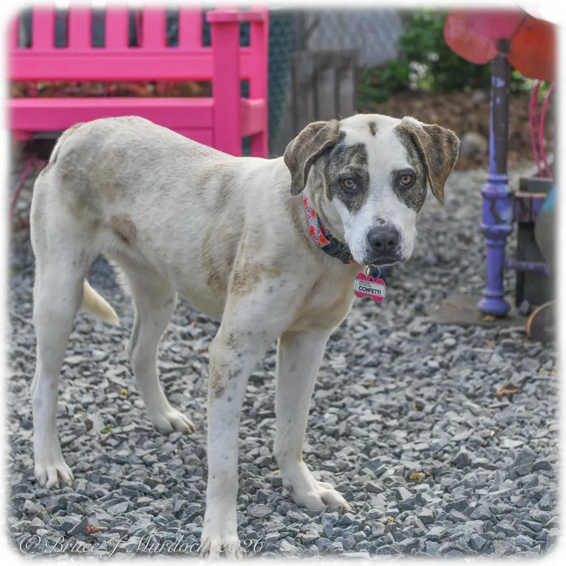 A young medium-sized female Brown / Chocolate Labrador Retriever dog named Confetti for adoption in Wake Forest, NC