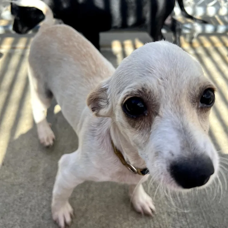 A baby small-sized male Yellow / Tan / Blond / Fawn Chihuahua dog named Mars for adoption in Monticello, IA