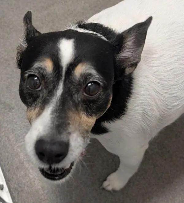 A senior medium-sized female Terrier dog named Sophia for adoption in Des Moines, IA