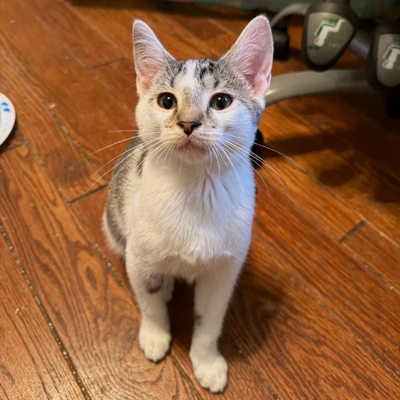 KitKat
