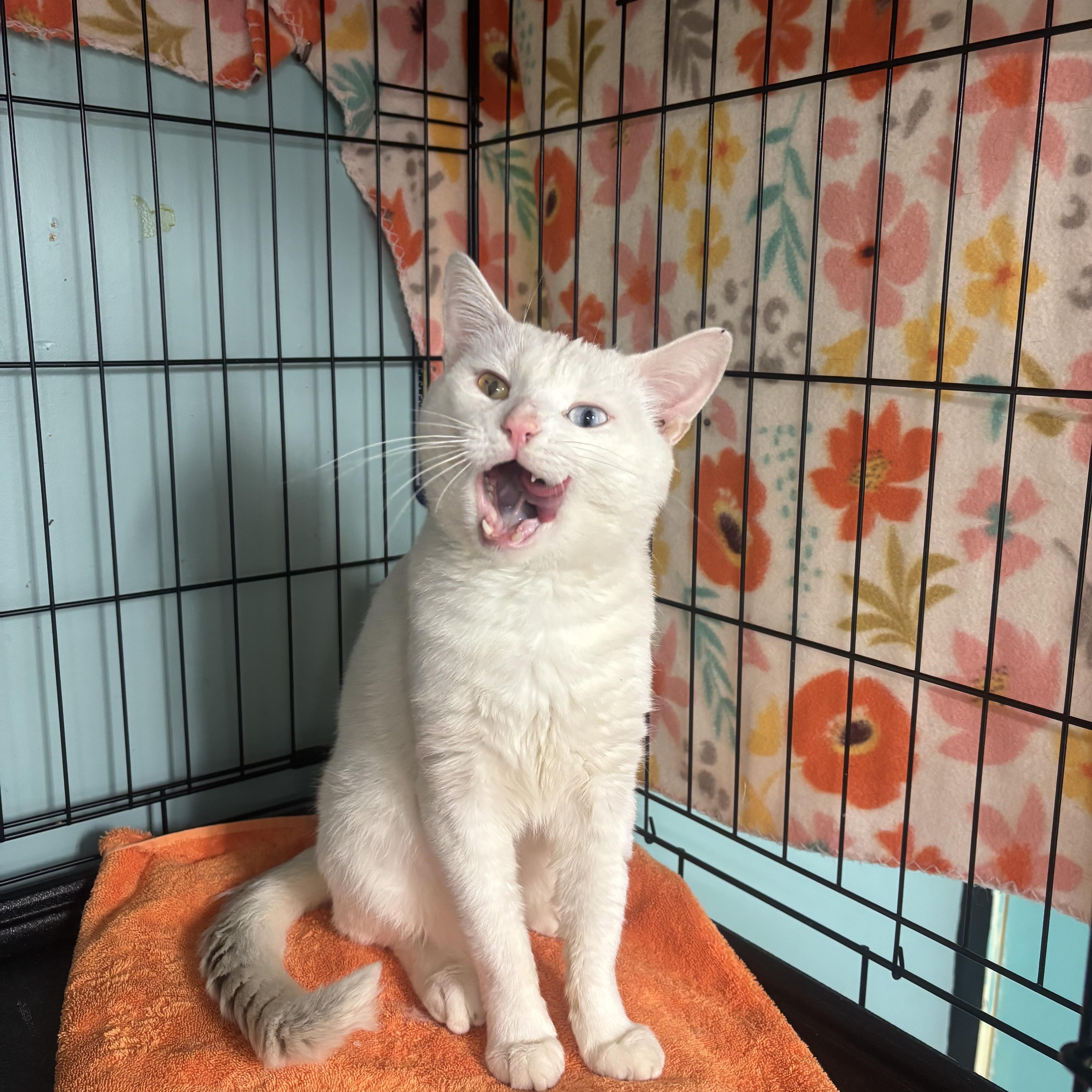 A young medium-sized male White Domestic Short Hair cat named Jennings for adoption in Hudson, NY