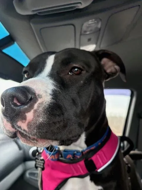 A young medium-sized female Black Pit Bull Terrier dog named Willow for adoption in Milton, PA