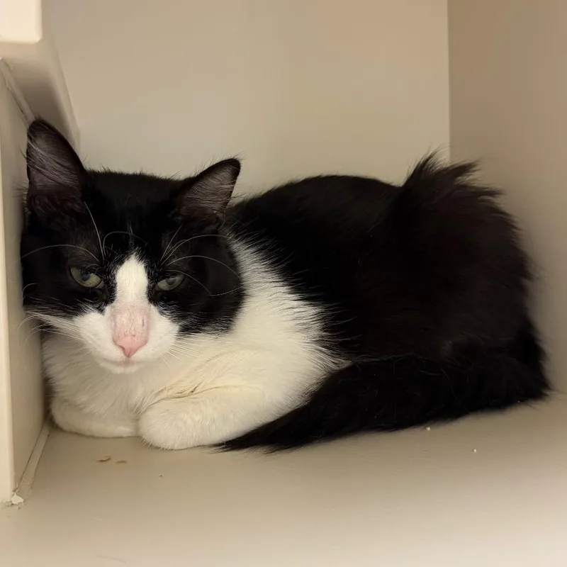 A young large-sized male Black Domestic Medium Hair cat named Pandito for adoption in Fairport, NY
