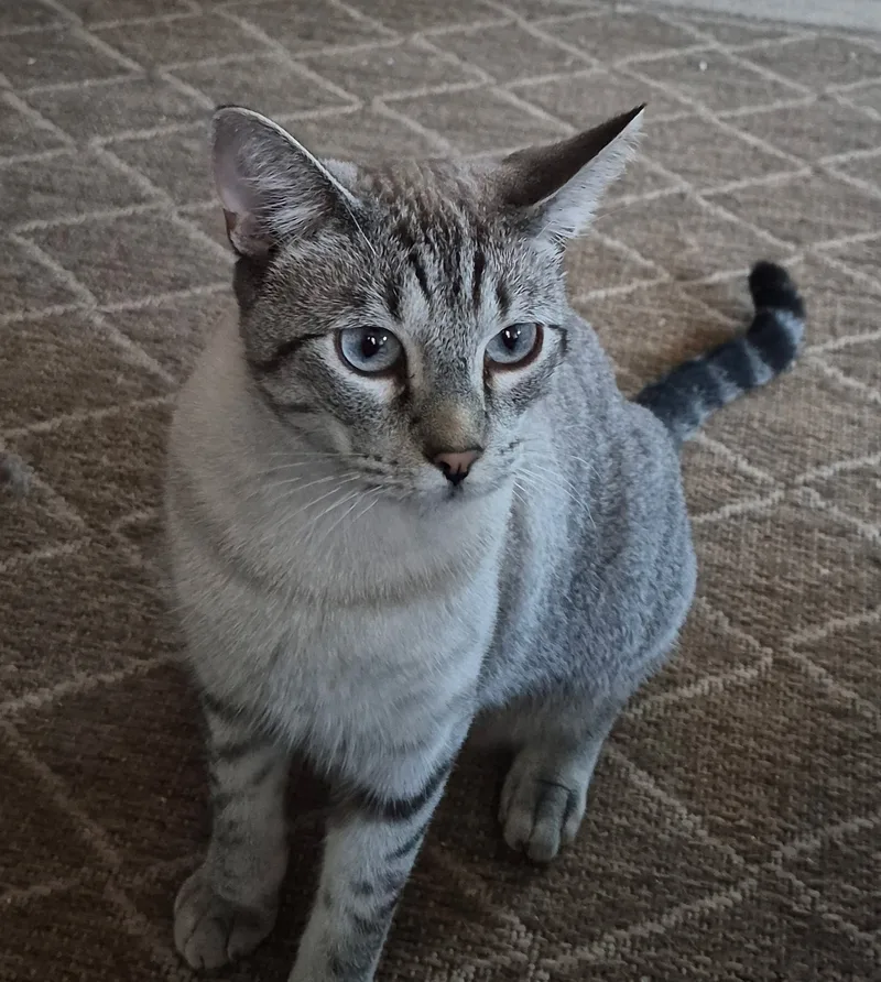 A young medium-sized male American Shorthair cat named Moonshadow for adoption