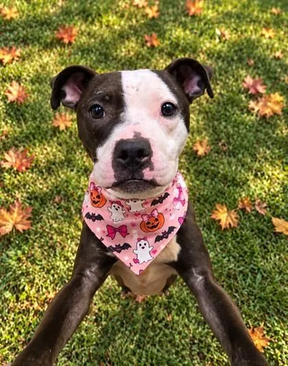 A young medium-sized female Black Mixed Breed dog named Candy for adoption in Hamilton, OH
