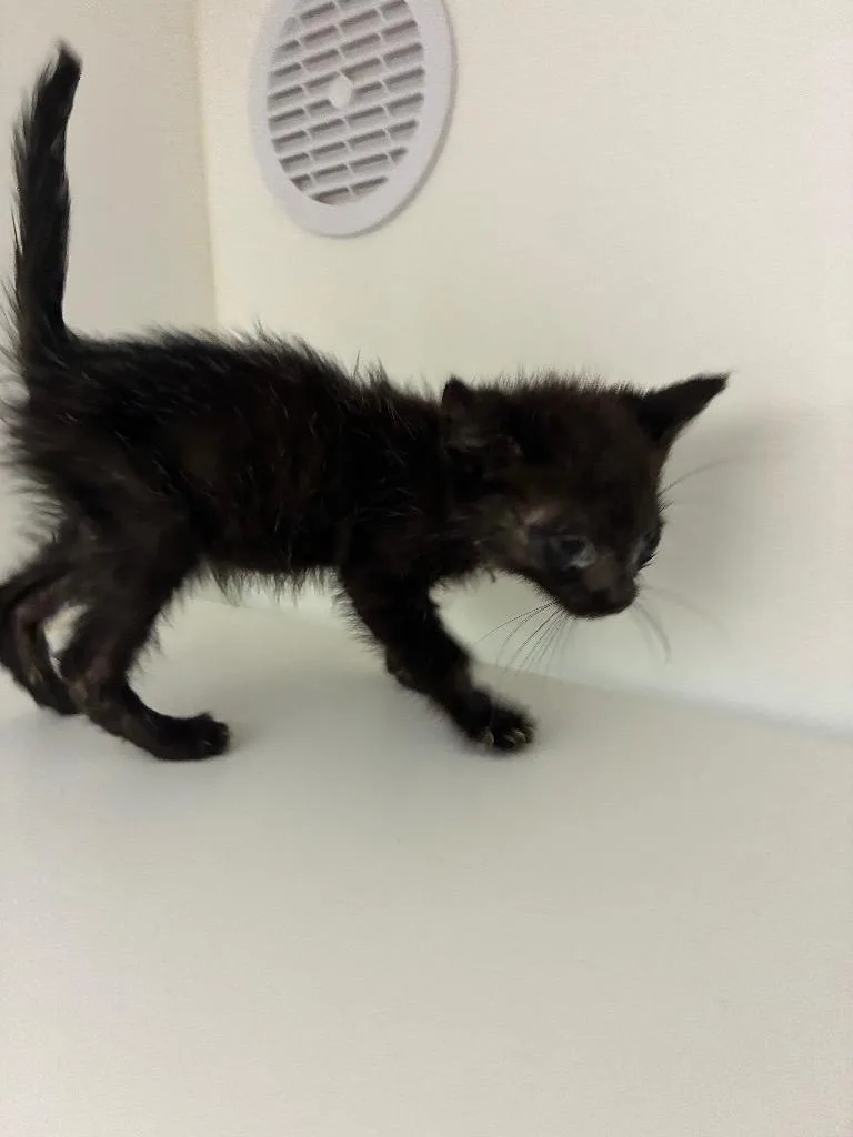 A baby large-sized female Domestic Short Hair cat named Mary Ann for adoption in Oxford, NC