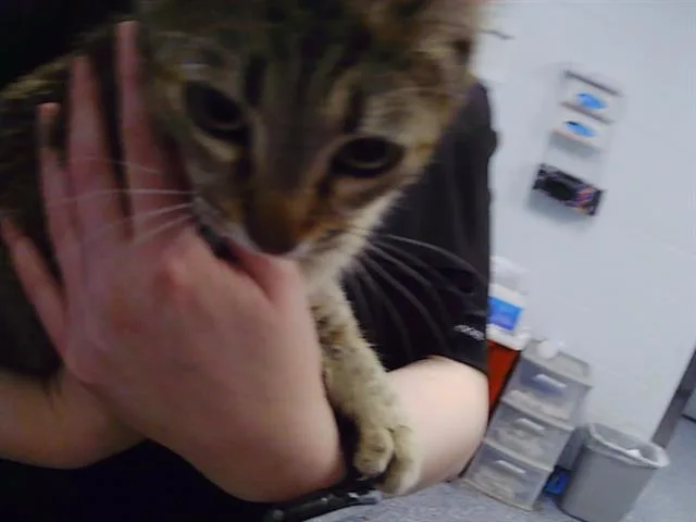 A young small-sized female Domestic Short Hair cat named Honey for adoption in Charlotte, NC