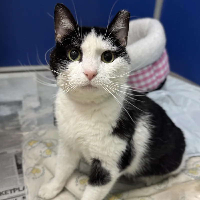 An adult medium-sized female Black & White / Tuxedo Domestic Short Hair cat named Ruby for adoption in Philadelphia, PA