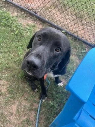 An adult large-sized male Mixed Breed dog named Insole for adoption in Chamblee, GA