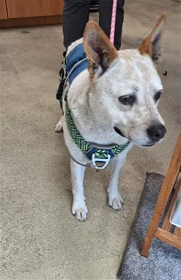 An adult medium-sized female Australian Cattle Dog / Blue Heeler dog named Bella for adoption in Hagerstown, MD