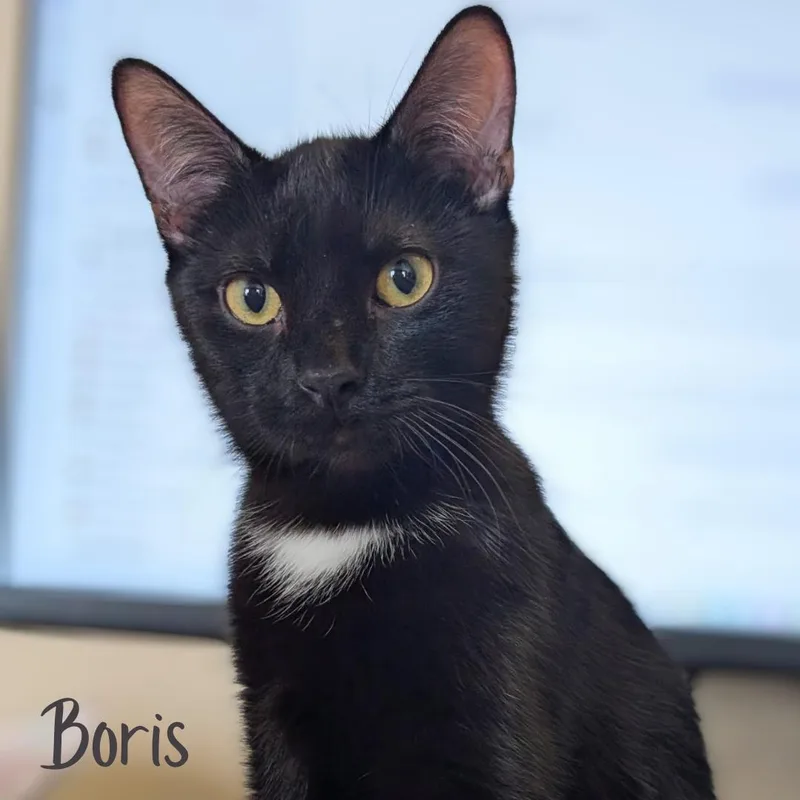 Boris