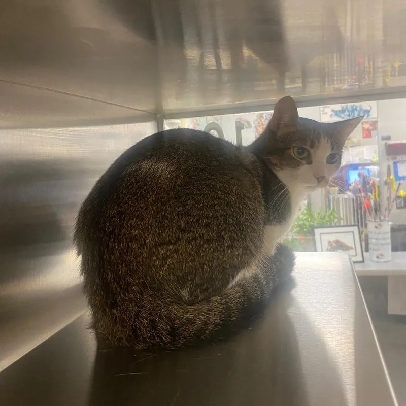 A young medium-sized female Domestic Short Hair cat named Pepper A for adoption in Plano, TX