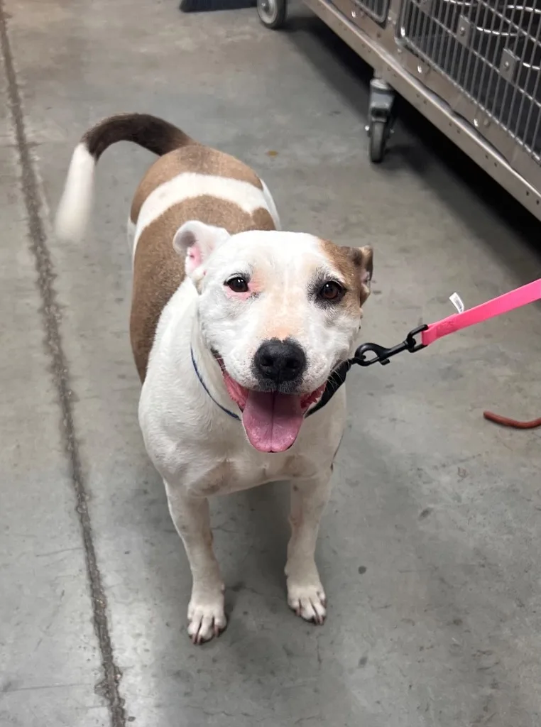 An adult medium-sized female Bull Terrier dog named Bella for adoption in El Paso, TX