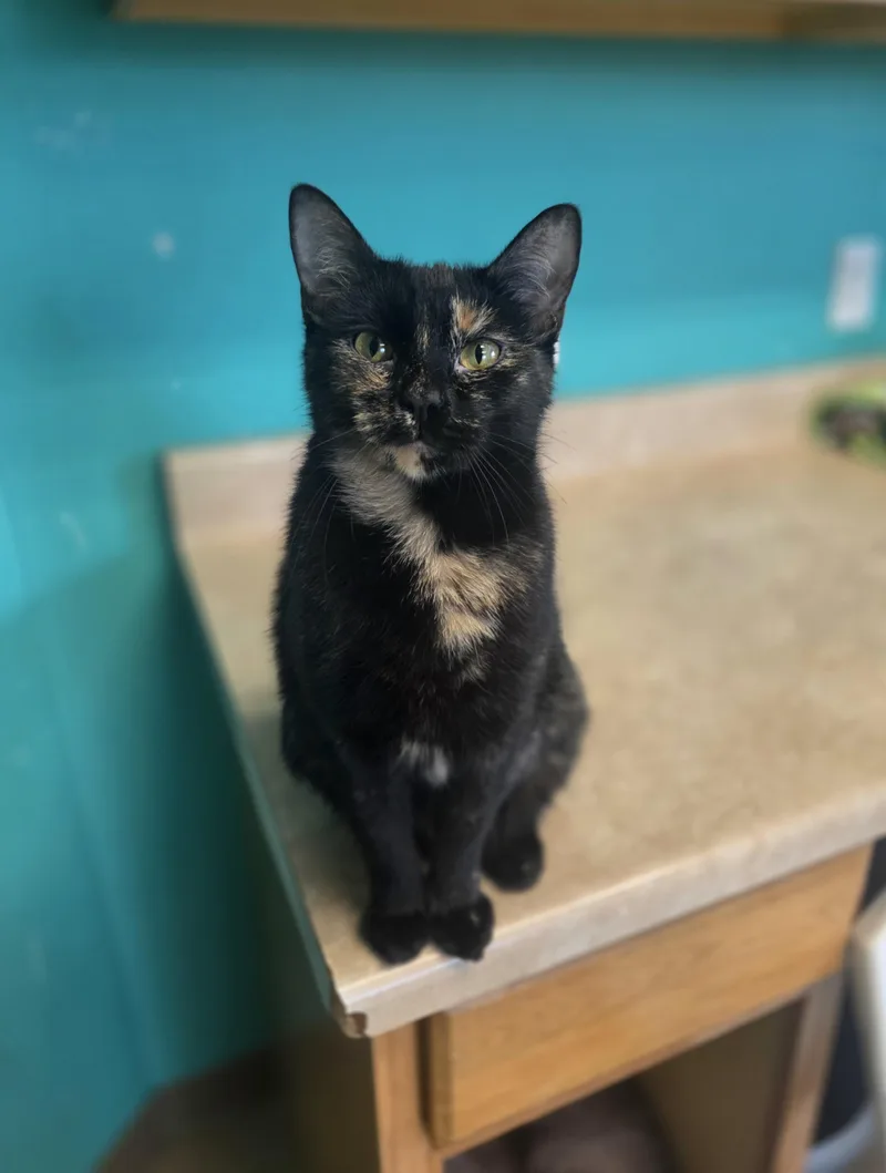 A young medium-sized female Tortoiseshell Domestic Short Hair cat named Morganton for adoption in Brookings, SD