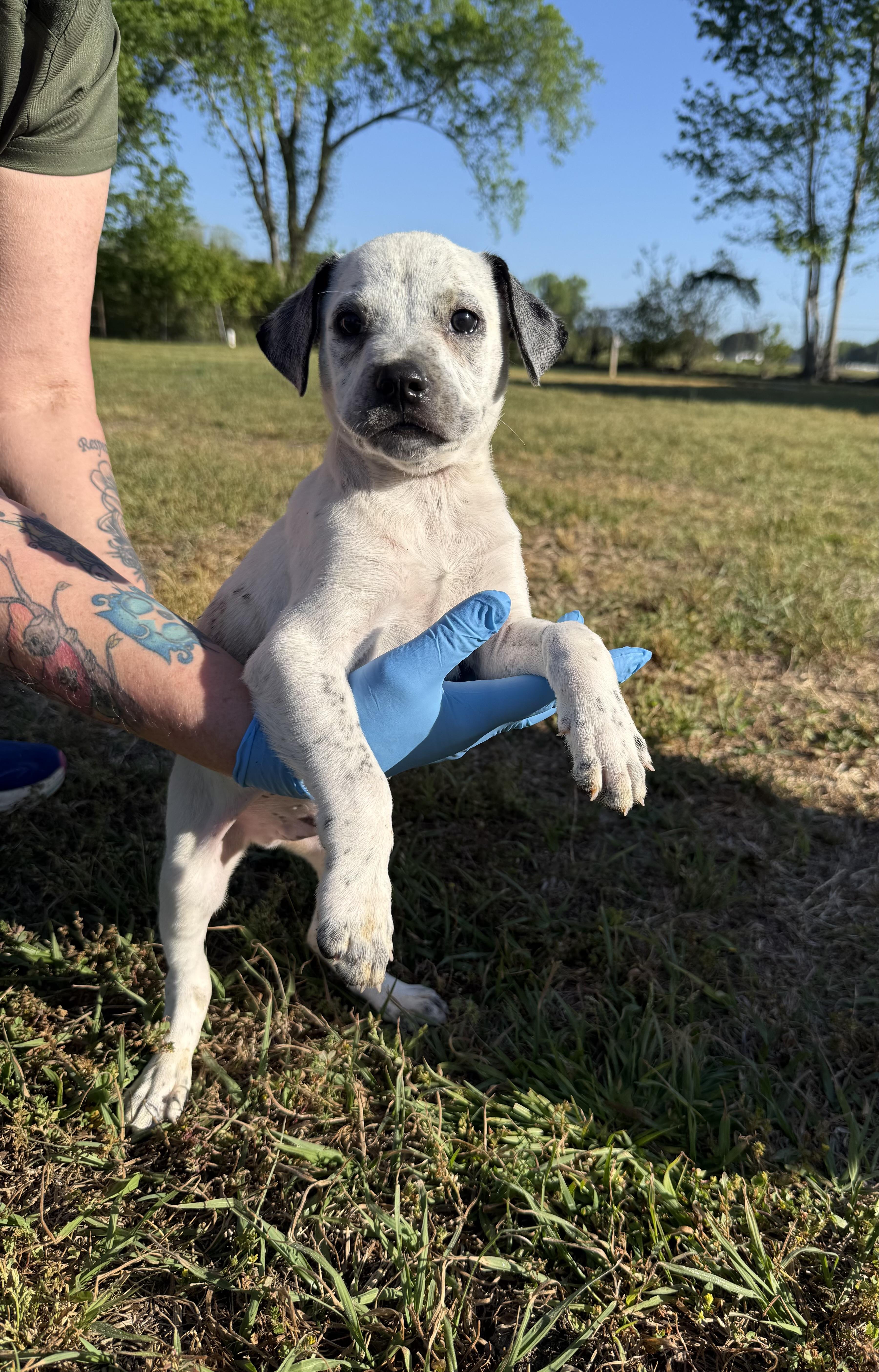 A baby medium-sized male Mixed Breed dog named Nuggeti’m Just A Baby… for adoption in Conway, SC