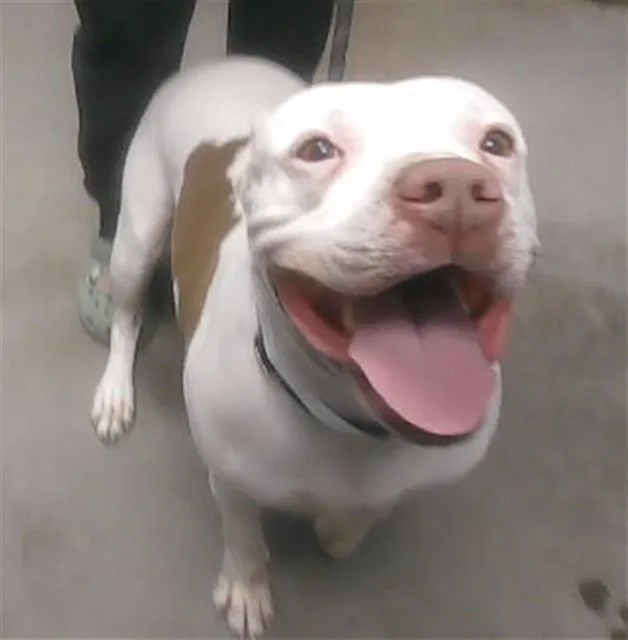 An adult large-sized female Pit Bull Terrier dog named Daisy for adoption in Phoenix, AZ