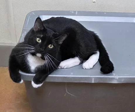 An adult medium-sized male Black & White / Tuxedo Domestic Short Hair cat named Bilbo for adoption in Minneapolis, MN