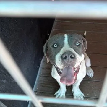 A young medium-sized male White / Cream Pit Bull Terrier dog named Homer for adoption in Bernalillo, NM