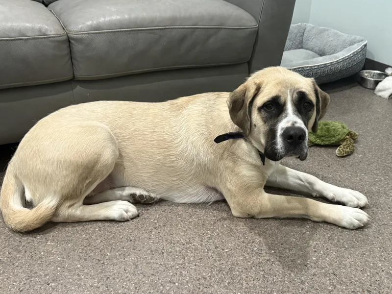 An adult large-sized female Saint Bernard dog named Cleo for adoption in Sault Sainte Marie, MI