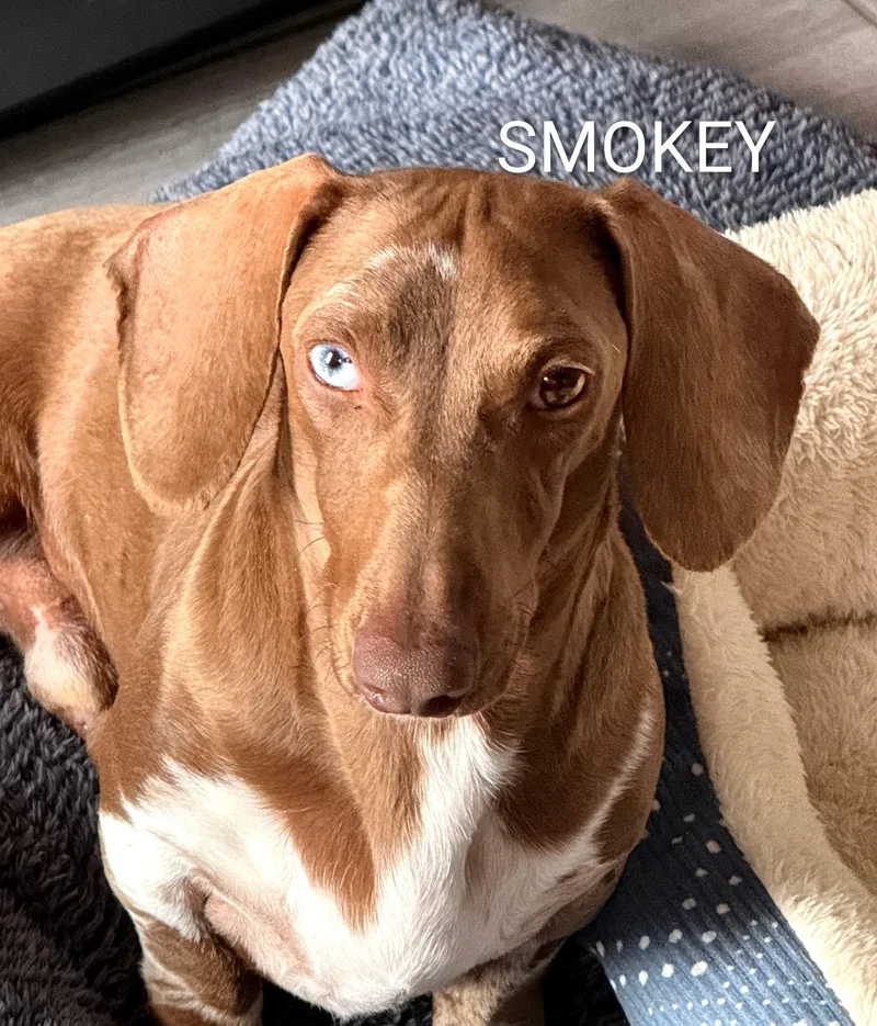 A young small-sized male Brown / Chocolate Dachshund dog named Smokey And Duke Doxies for adoption in Lebanon, TN