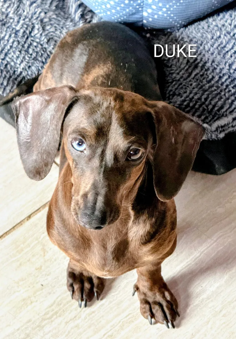 Smokey And Duke Doxies thumbnail 2
