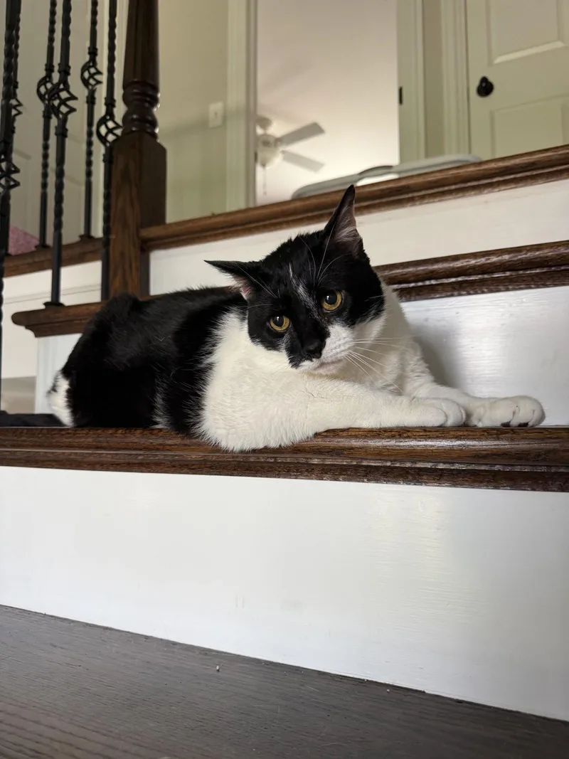 A senior medium-sized male Black & White / Tuxedo Domestic Short Hair cat named Bruce for adoption in Wheaton, IL