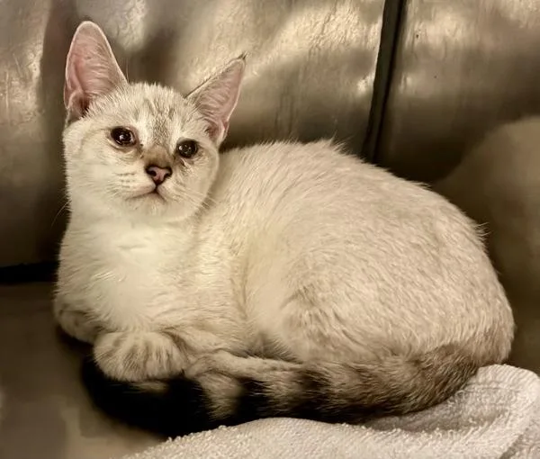 A young small-sized female Domestic Short Hair cat named Jean for adoption in Mobile, AL