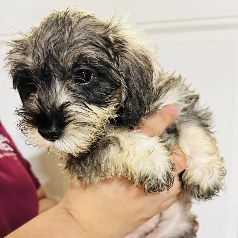 A baby small-sized female Schnauzer dog named Daisy for adoption in San Diego, CA