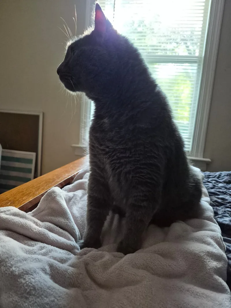 Greyson thumbnail 9