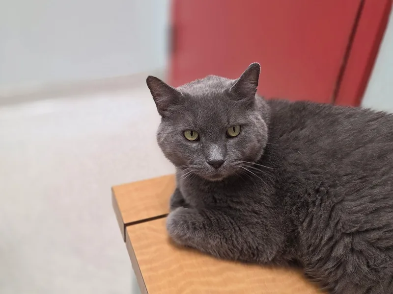 An adult extra large-sized male grey Domestic Medium Hair cat named Greyson for adoption