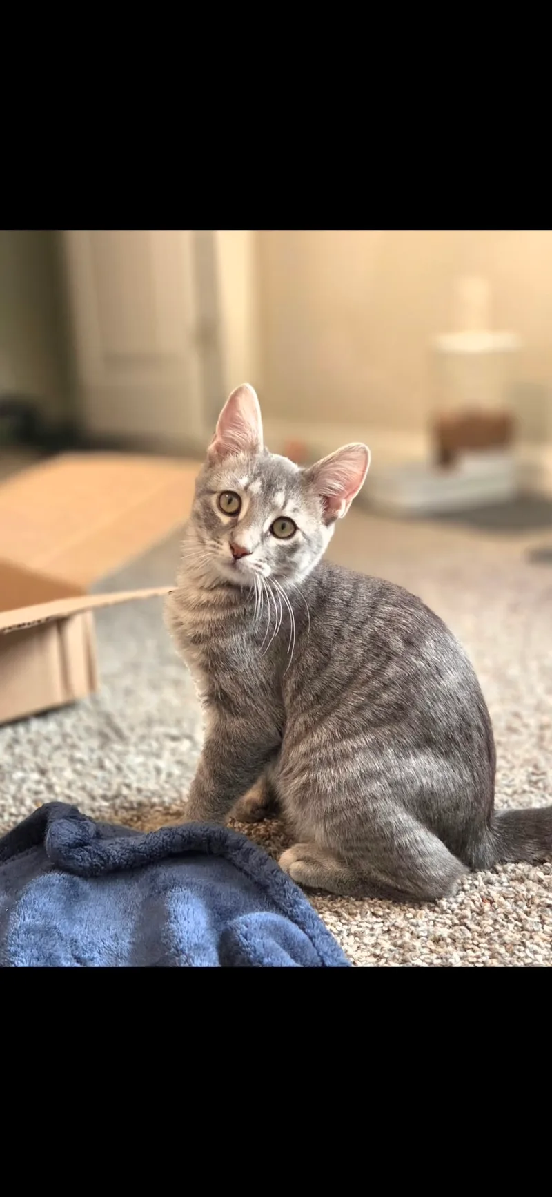A baby small-sized female grey Domestic Short Hair cat named Dolly for adoption