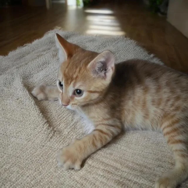 A baby small-sized male Domestic Short Hair cat named Jack for adoption in Clinton Township, MI