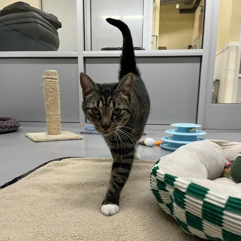 An adult large-sized male Buff / Tan / Fawn Domestic Short Hair cat named Ray for adoption in Bedford, NH