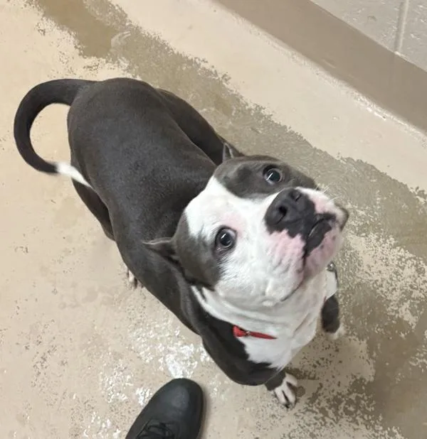 An adult large-sized male Pit Bull Terrier dog named Nd Tater for adoption in Lawrenceville, GA
