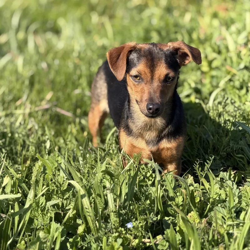 Peanut