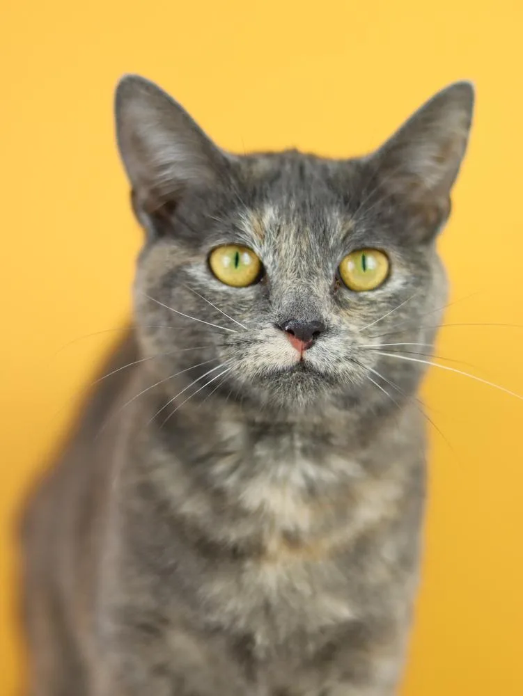 A young medium-sized female Calico cat named Mimi for adoption in Lewisburg, TN