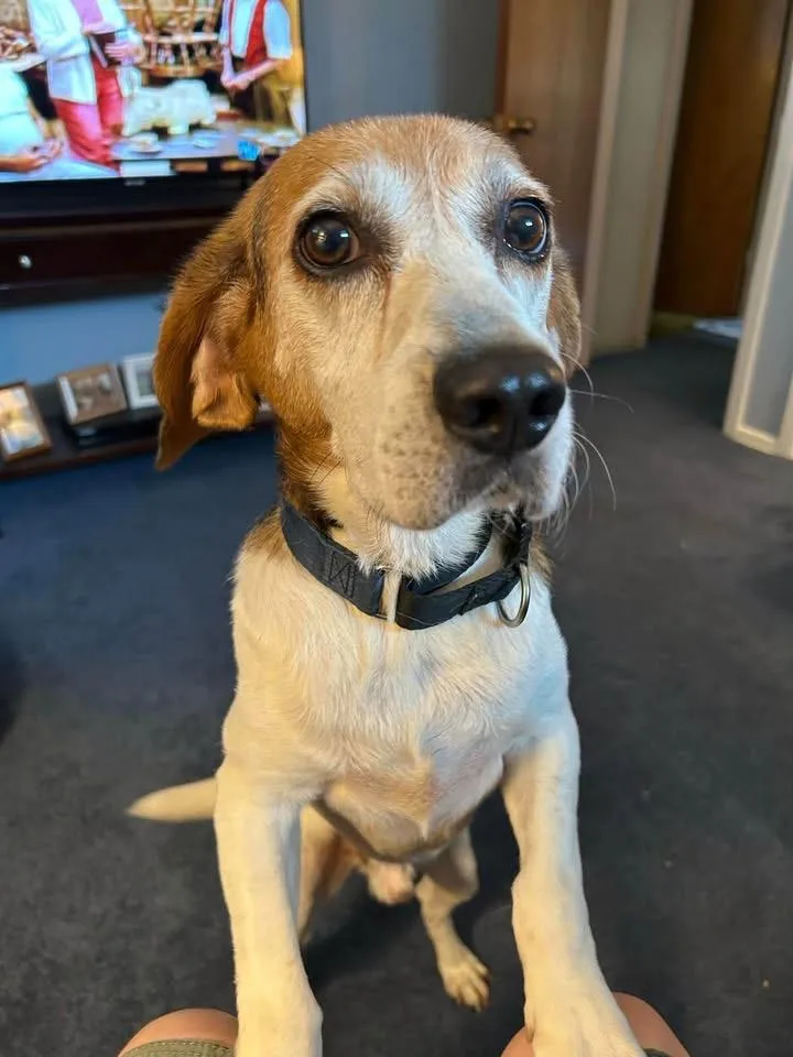 An adult medium-sized male Beagle dog named Clayton for adoption in Succasunna, NJ