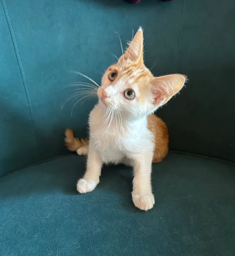 A baby small-sized male White and orange American Shorthair cat named Wayne for adoption
